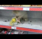Кошка в супермаркете